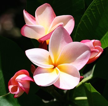 plumeria-790600__340